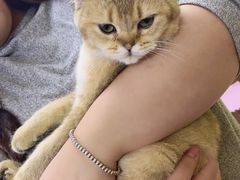 -三花喵·撸猫购宠·宠物生活馆(虹桥南丰城店)