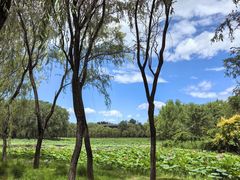 -东郊湿地公园
