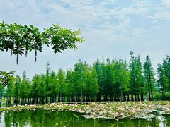 -白鹭湾湿地公园