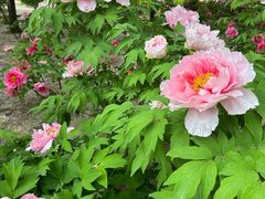 -石家庄市植物园