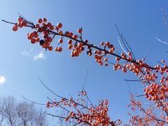 -沈阳植物园