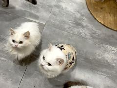 -楼上猫咖(罗湖店)