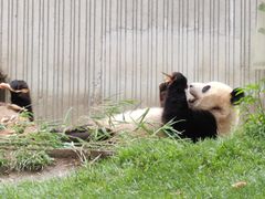 -卧龙中华大熊猫苑神树坪基地