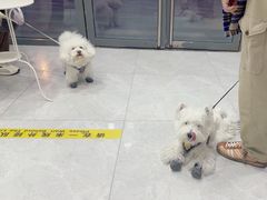 -中农国际动物医院24小时·猫科·骨科·急重症中心