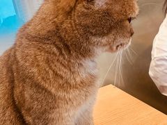 -有喵·猫咖·狗咖·30几只猫10只小狗(岗厦店)
