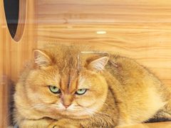 -猫十亿·布偶金渐层·曼基康矮脚猫舍(青年路店)