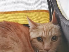 -中农国际动物医院24小时·猫科·骨科·急重症中心