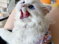 -欣宠猫屋·矮脚拿破仑·蓝金金渐层