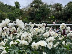 -人民公园(罗湖区)