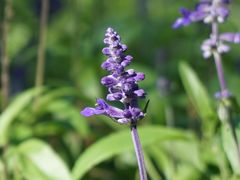 -黑龙江省森林植物园