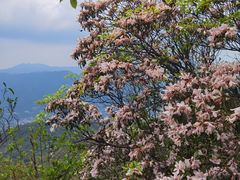 -羚羊峡古栈道森林公园