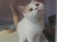 -三花喵·撸猫购宠·宠物生活馆(虹桥南丰城店)
