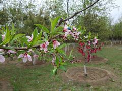 -永定河休闲森林公园