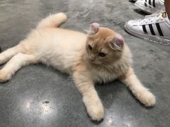 -瞄一喵猫咖(格力海岸店)