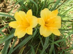 金娃娃呢萱草-北纬44度·金珠花海休闲农业旅游景区