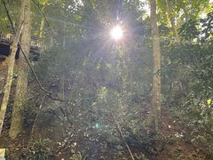 -西双版纳原始森林公园