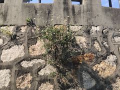 -胡里山炮台