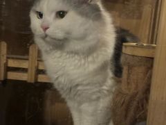-Mr.Fox狐狸先生超级密室(南山店)
