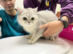 -中农国际动物医院24小时·猫科·骨科·急重症中心
