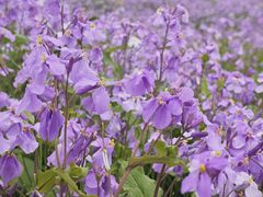 -合肥滨湖国家森林公园