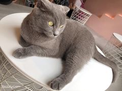 -猫儿山۰猫主题餐厅