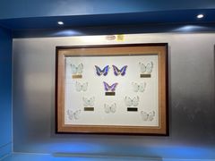 -上海昆虫博物馆