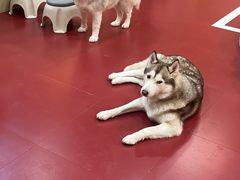 -和它·交个朋友·狗咖猫咖(爱琴海店)