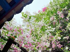 -深圳国际园林花卉博览园