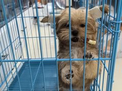 -帕帕拉兹宠物(亚洲旗舰店)