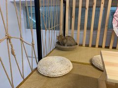 -柴迷FANS CLUB·柴犬狗咖·猫咖