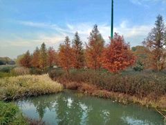 -昆山城市生态森林公园