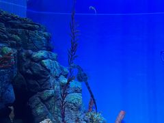 -上海海洋水族馆