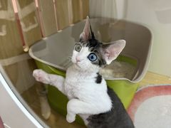 -青奢宠物·青奢猫舍