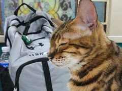 -猫小院猫主题餐厅(南锣旗舰店)
