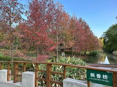 -上海滨江森林公园