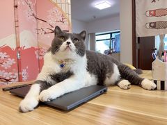 -猫音日语留学培训