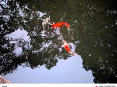 -广州兰圃