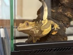 -酷以爬仙阁实体爬宠店·守宫·蜥蜴·专业繁育