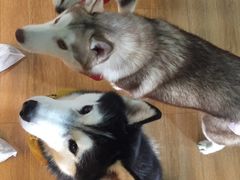 -Husky Go! 哈士奇体验馆·宠物咖啡厅狗咖