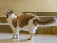 -飞行喵MR PILOT|猫舍·猫咖(静安大融城店)