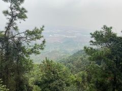 -铁山坪森林公园