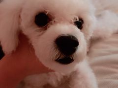 -翊宠yipet猫狗购宠庄园犬舍•猫舍