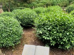 -十八棵（老龙井）御茶园(老龙井店)