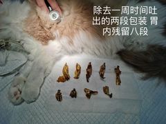 -萌兽医馆·宠物医院·猫骨科(创景店)