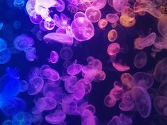 -烟台海昌鲸鲨海洋公园