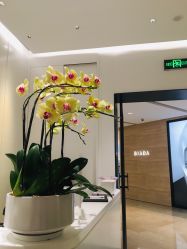 -奥斯芬·欧系贵族SPA