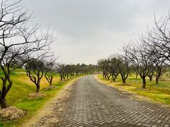 -上海海湾国家森林公园