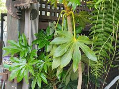 -野蔓果·山野菜(西湖景区·龙井茶田店)