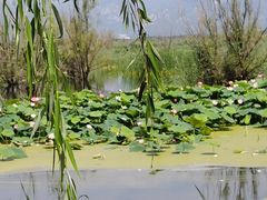 -野鸭湖国家湿地公园