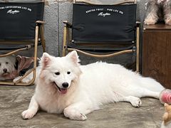 -小狗上班·狗咖·猫咖·小奶狗·摄影(南山店)